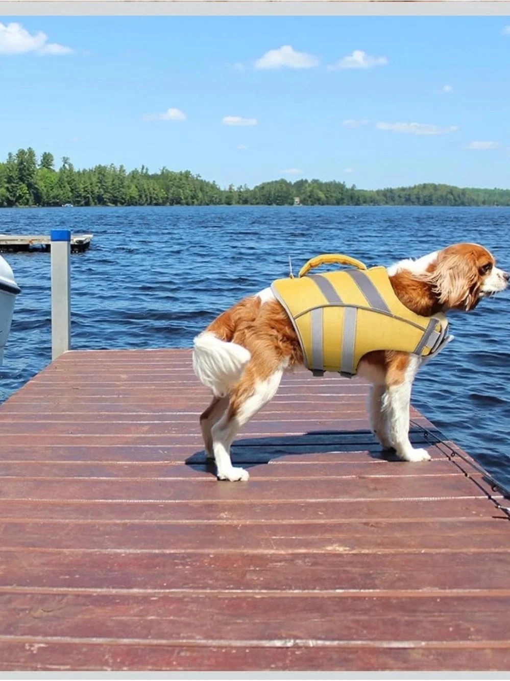 High-Visibility Yellow Reflective Dog Life Jacket